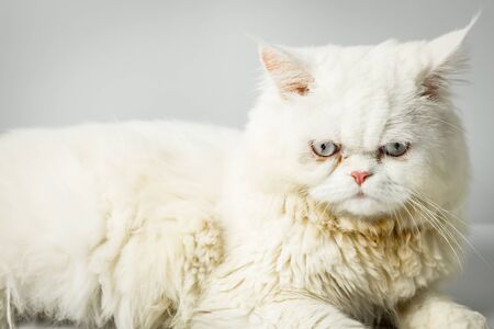White persian cat with wool that frown on white background. Persian male cat fluffy white in the studio. White cat cute furry and scowl.の写真素材