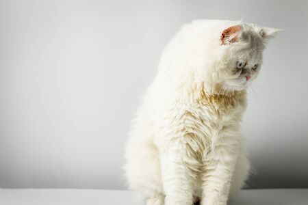 White persian cat with wool that frown on white background. Persian male cat fluffy white in the studio. White cat cute furry and scowl.の写真素材