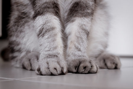 Black and white small cat foot on the floor inthe room.の写真素材