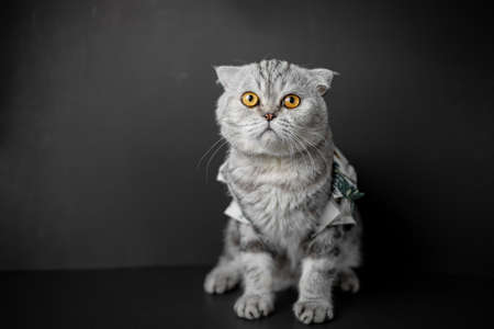 Portrait scottish fold cat in the studio. Gray cat with squat on the black background. Scottish fold cat are wear shirt.の写真素材