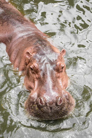 Hippopotamus floating in the water during the summer day.の写真素材