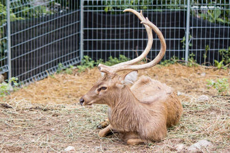 Wildlife of deer in nature on daytime.の写真素材