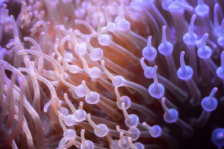 Background of colorful coral corals in the deep sea. Macro shot of coral in deep sea. Texture of the...