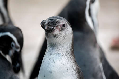 Flock of penguins that just rose from the water.