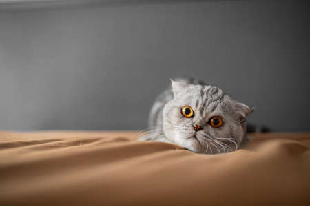 Playful scottish fold cat on the bed. Closeup scottish fold cat is so cute. So cute cat in the...