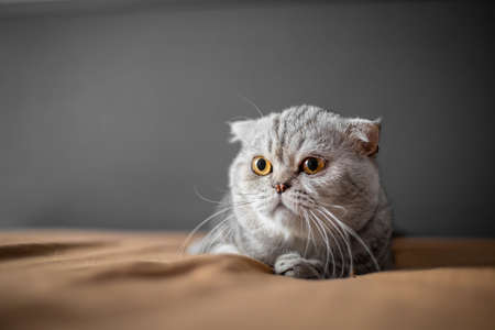 Playful scottish fold cat on the bed. Closeup scottish fold cat is so cute. So cute cat in the bedroom.の写真素材