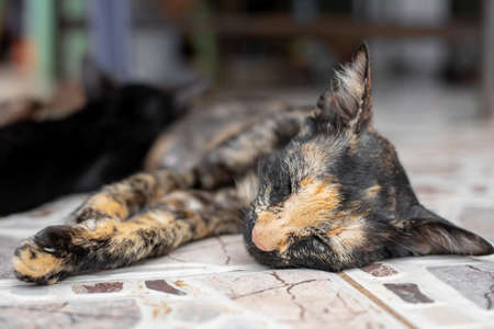 So cute thai cat sleeping on the floor.の写真素材