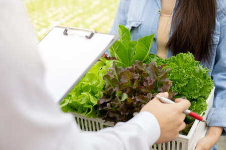 Strict inspection of organic vegetables after harvest for export to the market. Women carrying a...