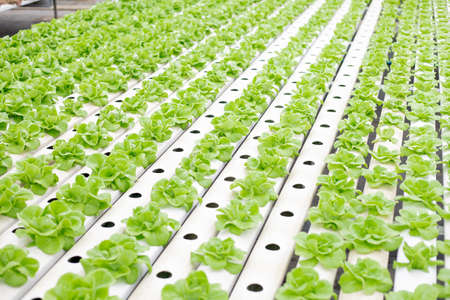 Hydroponic of lettuce farm growing in greenhouse for export to the market. Interior of the farm hydroponics. Vegetables farm in hydroponics.の写真素材