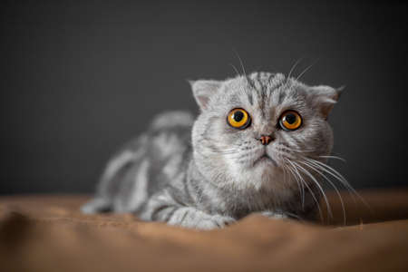 Playful scottish fold cat on the bed. Closeup scottish fold cat is so cute. So cute cat in the bedroom.の写真素材