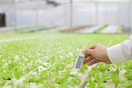 Farmers use thermometer to check quality of the water used for raising vegetables. Strictly checking...