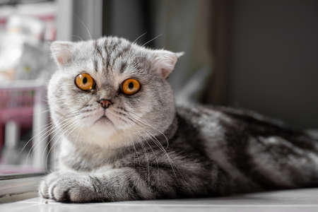 Playful scottish fold cat on the floor. Closeup scottish fold cat is so cute. So cute cat in the room.の写真素材
