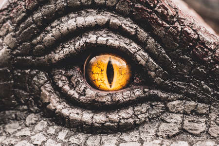 Closeup yellow eye of the dinosaurs with terrifying. Dinosaur hunters are staring with horrible yellow eye. Dinosaur eye.の写真素材
