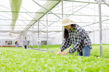 Gardener woman collecting organic vegetables harvested from Hydroponics in vegetable farms for export to the market. Woman farmer inspecting the quality of organic vegetables grown using hydroponics.の写真素材