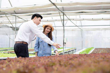 Asian man inspectors inspect and record the quality of organic vegetables in hydroponic farm, with female farmers providing guidance during the inspection for exportation in the market.の写真素材