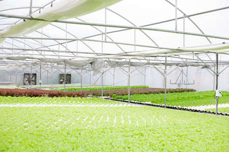 Hydroponics of lettuce farm growing in greenhouse for export to the market. Interior of the farm...