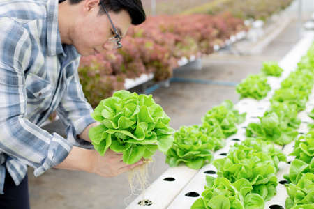 Gardener man are collecting organic vegetables harvested from Hydroponics in vegetable farms for export to the market. Asian farmer in organic farm.の写真素材
