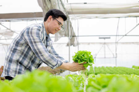 Gardener man are collecting organic vegetables harvested from Hydroponics in vegetable farms for export to the market. Asian farmer in organic farm.の写真素材