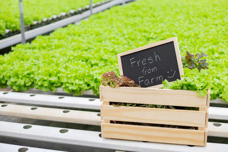 Fresh  from  farm signs are placed in front of organic vegetables, which have been meticulously...