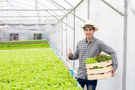 Gardeners are collecting organic vegetables harvested from the Hydroponics vegetable farm, put in a...