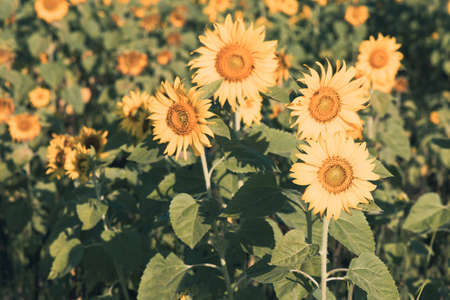Field of brightly colored sunflowers in midday sun on a hillside.の写真素材