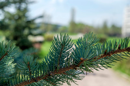 Branch of fir
