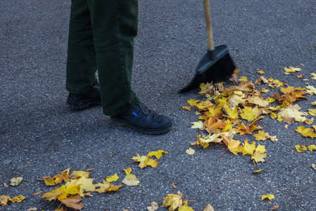 The janitor is sweeping the leaves in the street. Yellow leaves on the street. Cleaning of leaves in...