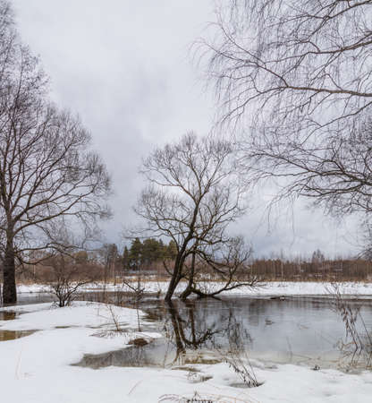 Early spring. The river is flooded. Dry grass is visible from under the snow and water. Trees in the background. April, snow melts, floods.の写真素材