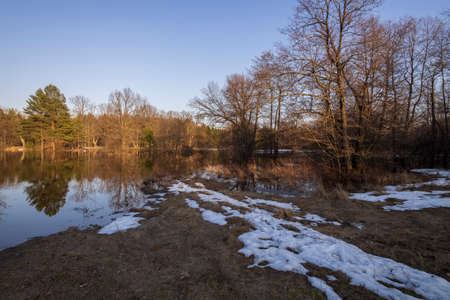 River flood. The pines are illuminated by the rays of the setting sun. Evening landscape with a...