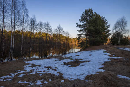 River flood. The pines are illuminated by the rays of the setting sun. Evening landscape with a...