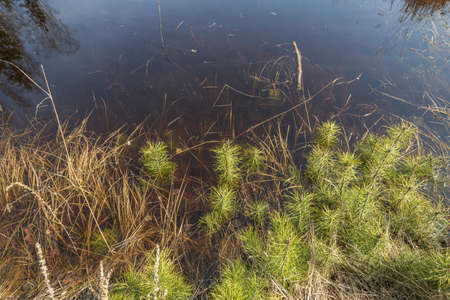 Spring landscape with a puddle and young pine trees. sunny day. Dry grass and small pine trees in...