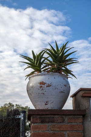 Cactus in a ceramic pot covered with white glaze. A plant in a flowerpot outdoors, against the background of the sky.の写真素材
