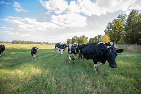Cows on a green field grazing on a farmer's green grass. beautiful landscape with cows in the summer...