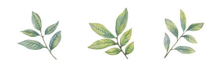 Set of watercolor green leaves. Leaves on a branch for design, cards, wallpaper, printの写真素材
