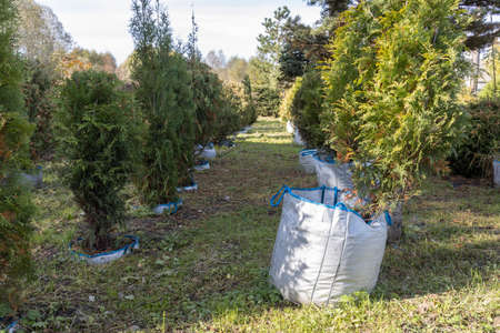 Flowering bushes in a tub in a garden center for landscaping, to work with landscaping. Plants in...