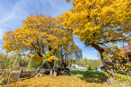 A man in ethnic clothes plays an ancient musical instrument. A bearded man, a forester has built a house and is playing a psaltery.の写真素材