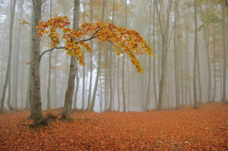 Fog in the mountainsの写真素材