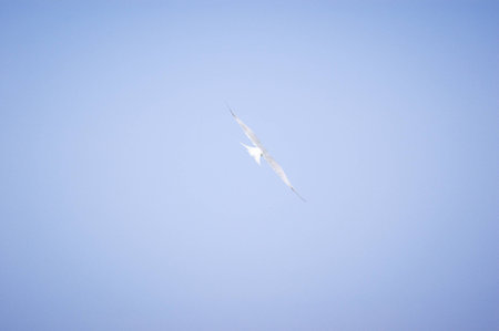 Seagull flying over the sea on clear blue sky sunny dayの写真素材