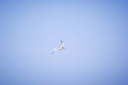 Seagull flying over the sea on clear blue sky sunny day