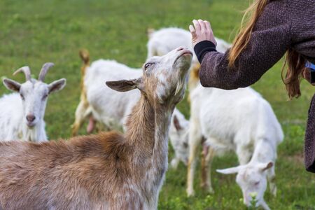 Girl stroking a goat in the village.の写真素材