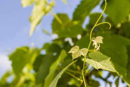 Spring Grape Vines on a sunny day.の写真素材