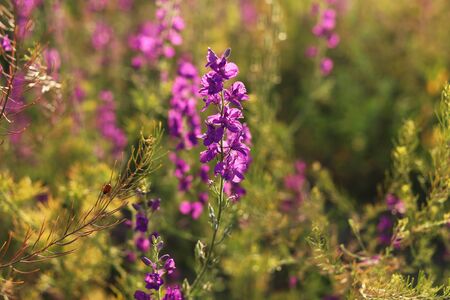 Purple flowers in the sunlight closeup.の写真素材