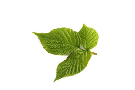 leaf raspberry isolated on a white.の写真素材