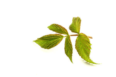 leaf raspberry isolated on a white.