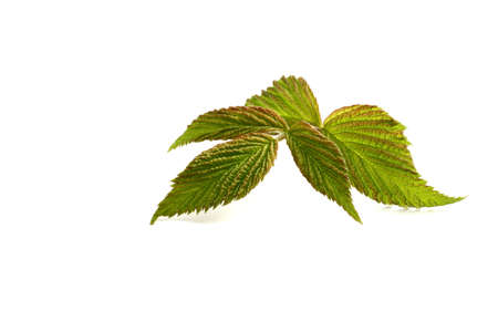 leaf raspberry isolated on a white.