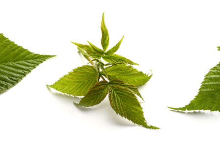 leaf raspberry isolated on a white.の写真素材