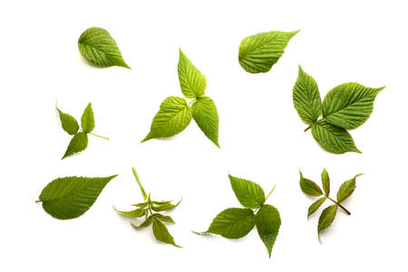 leaf raspberry isolated on a white.の写真素材