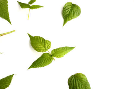 leaf raspberry isolated on a white.