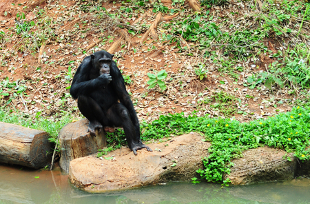 Chimpanzee sitting on the log in the wildの写真素材