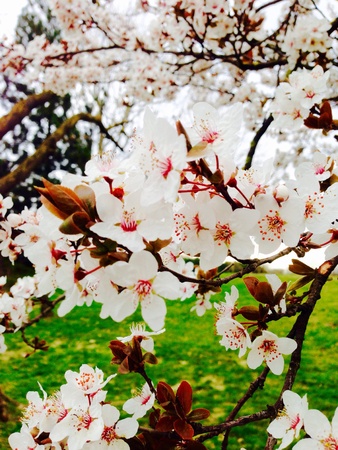Cherry blossom in parkの素材
